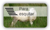 Pourika EGD - Tijeras de alta calidad para la esquila de ovejas